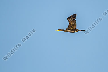 Fliegender Kormoran