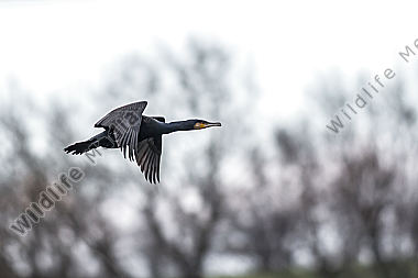 Fliegender Kormoran