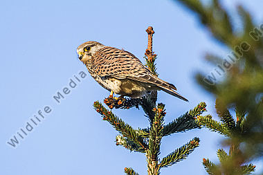 Turmfalke sitzt auf seiner Warte