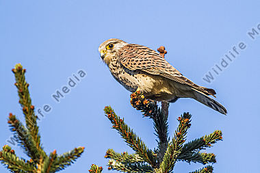 Turmfalke sitzt auf seiner Warte