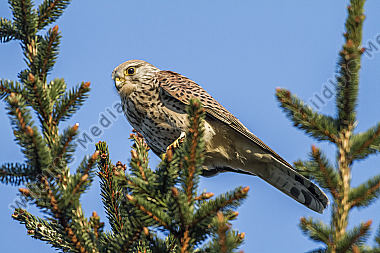 Turmfalke sitzt auf seiner Warte