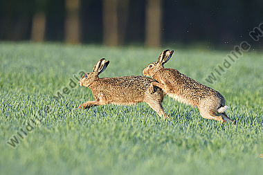 Feldhase Lepus europaeus European hare