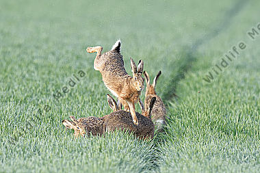 Feldhase Lepus europaeus European hare