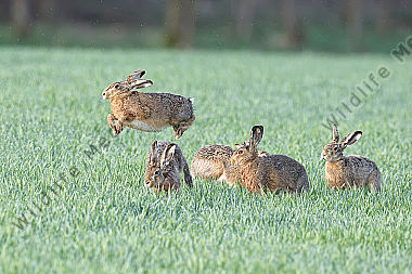 Feldhase Lepus europaeus European hare