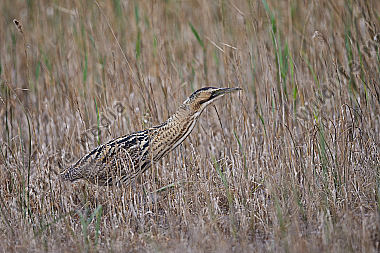 Rohrdommel Botaurus stellaris Eurasian Bittern