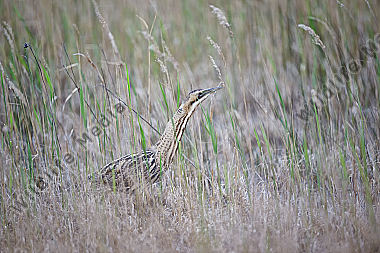 Rohrdommel Botaurus stellaris Eurasian Bittern