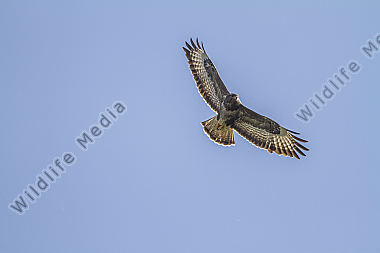 Fliegender Mäusebussard