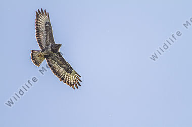 Fliegender Mäusebussard