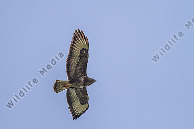 Fliegender Mäusebussard