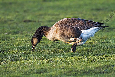 Kanadagans sucht auf einer Wiese nach Futter
