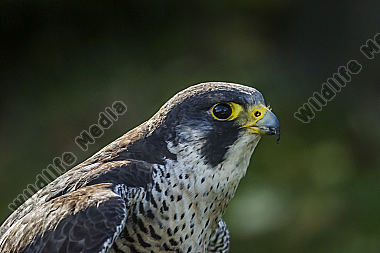 Porträt eines Wanderfalken aufgenommen im Wildpark Potzberg.