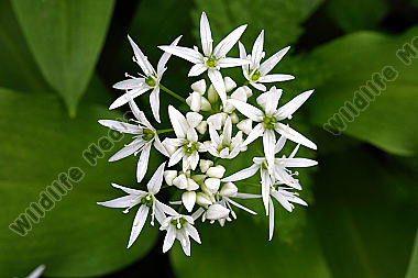 Bärlauchblüte