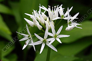Bärlauchblüte