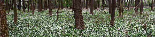 Bärlauch Panorama