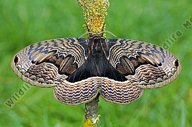Sibirischer Brahmaspinner