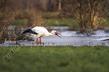 Weißstorch sucht nach Würmern