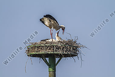 Weißstorch-Paar im Nest