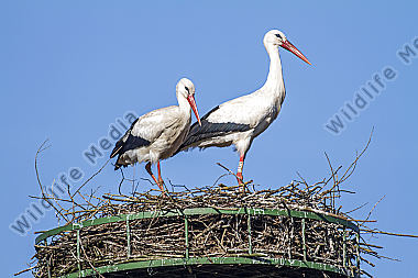 Weißstorch-Paar im Nest