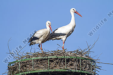 Weißstorch-Paar im Nest
