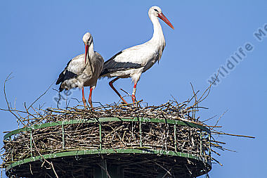 Weißstorch-Paar im Nest