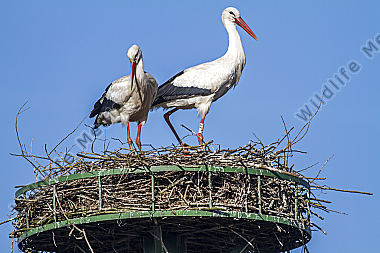 Weißstorch-Paar im Nest