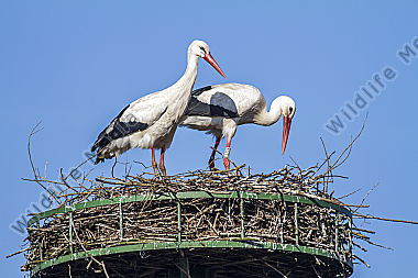 Weißstorch-Paar im Nest