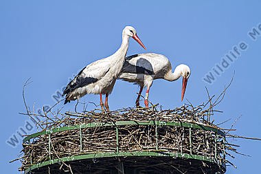 Weißstorch-Paar im Nest