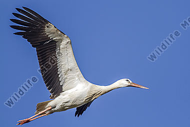 Fliegender Weißstorch