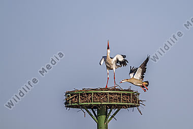 Ein Weißstorch wir von einer Nilgans geärgert