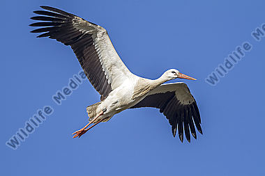 Fliegender Weißstorch