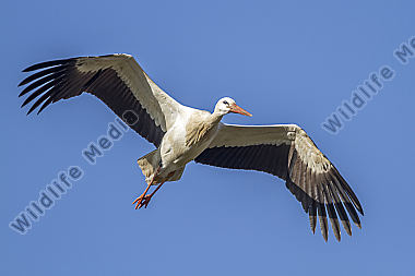 Fliegender Weißstorch