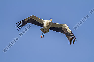 Fliegender Weißstorch