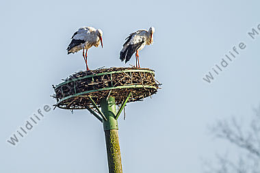 Weißstorch-Paar im Nest