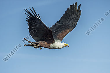Fliegender Schreiseeadler