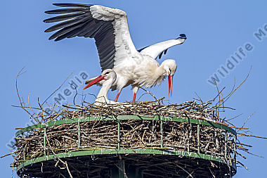 Storchenpaar im Nest