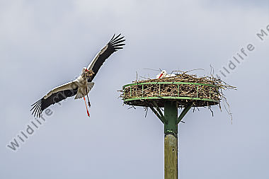 Storch bringt frisches Netsbaumaterial