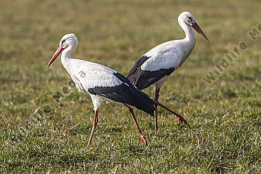 Zwei Störche auf einer Wiese