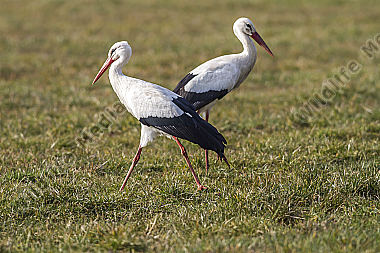 Zwei Störche auf einer Wiese