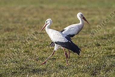 Zwei Störche auf einer Wiese