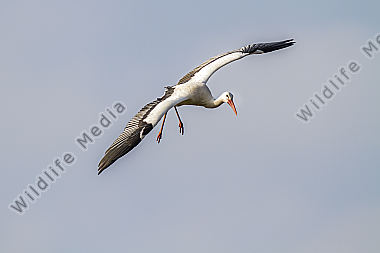 Fliegender Weißstorch