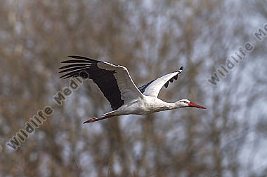 Fliegender Weißstorch