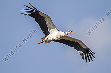 Fliegender Weißstorch
