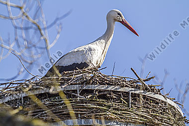 Storch im Nest