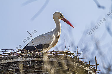 Ruhender Weißstorch