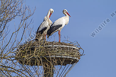 Storchenpaar im Nest