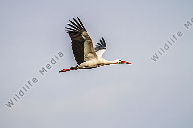 Fliegender Weißstorch