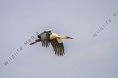 Fliegender Weißstorch