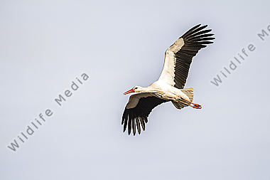 Fliegender Weißstorch