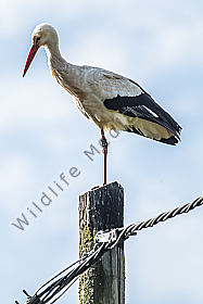 Ruhender Weißstorch