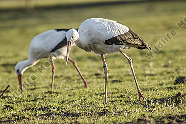 Zwei Störche auf einer Wiese